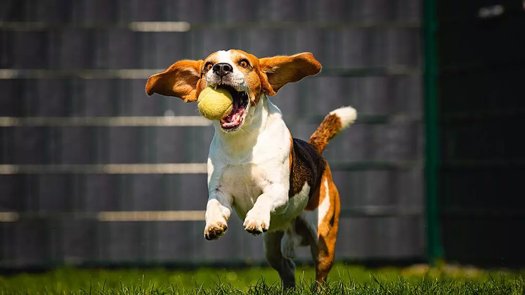 Unlocking Production AI: The Power of Open Source Retrieval-Augmented Generation